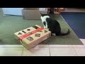 Bastet and her ‘DIY snack box/toy/puzzle/ maze thing’….