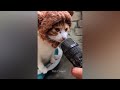 Best Funny Dogs And Cats Videos  Funniest Animals Videos,