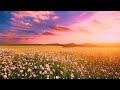 Relaxing Music - Piano Music that Fills the Mind with Healing