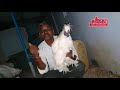 1 Lakh worth South African Boer Goat | Goat Farming | OADAIKAADU SALEM