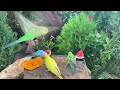 [NO ADS] Cat TV 😸 Birds & Squirrels Visit the Birdtable 🕊️ Bird Videos for Cats to Watch ( 4K )