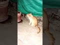 Midnight Paws and Scales: An Aries Cat's Brave Encounter with a Mysterious Visitor