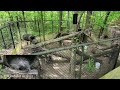 Zoo Tours: Teton Trek Walkthrough | Memphis Zoo