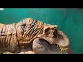 Rexy Stop Motion Test | Hammond Collection Tyrannosaurus Rex|