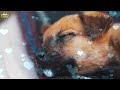 Relaxing Sleep Music For Dogs And Puppies ♫ Calm Your Dog