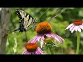 Create a Butterfly Garden from Scratch