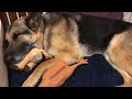 Reign the GERMAN SHEPHERD SLEEPING COMFORTABLY WITH TEDDY. IVDD Mobility Diary June 26th, 2024