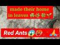 Huh🙄😥😪😭😤😨💟🥵😂🙏🤐🤐🤐red big ants making home of dry leaves n Biting😫