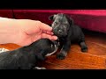 PUPDATE for these vocal Mini Schnauzer puppies - sound on!