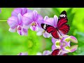 Morning Relaxing Music - Piano Music & Guitar Music with Birds Singing for Stress Relief (Stephen)