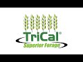 Why Triticale Is More Than A Cover Crop