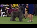 Afghan Hounds | Breed Judging 2020