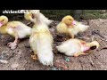 chicken breeding - feed the chicken - funny Farm.