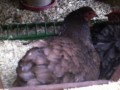 chickens, Bantams, coops and chicks