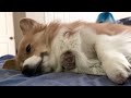 Paw checkup on sleepy Corgi