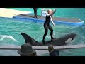 2012-11-10 - Miami Seaquarium Killer Whale Show (Part 3) [1080p]