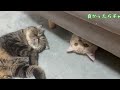 ♯65 兄猫がＳＰになりました　そして弟猫はというと・・・