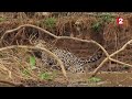 A jaguar attacks a caiman