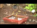 Birds drinking water in summer documentary(BULBUL, SILVERBILL, BABBLER, MYNA, DOVE , Squirrel)