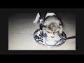 Baby Beagle Speed Eating #shorts