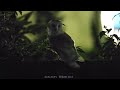 倉鴞 (Eastern Barn Owl) #bird