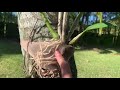 Phalaenopis Orchids, Dendrobium Orchids, How to Mount on Trees 2020 Edition