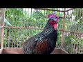 THE BEAUTIFUL GREEN JUNGLE FOWL ACTION AND SOUND