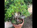 Bonsai lover:คนรักสวน