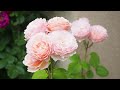 《The most beautiful seasonal garden of the year》Natural garden of roses and perennials《Gardening》