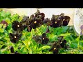 Black pansies and others. HD