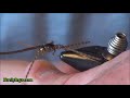 Lively Legz Double Trouble Nymph Tying Video with Materials List