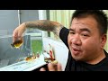 Cara Memilih Ranchu Goldfish yang baik dan Benar.. Tips Sortir Ikan Mas Koki....