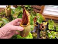 🔍  Species Spotlight 😍  Nepenthes veitchii (Easy Nepenthes for Windowsill)