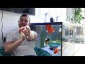 What do GOLDFISH eat? | What I feed my fish | GOLDFISH FOODS