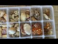 What do I do with all my seashells? Let's find out!