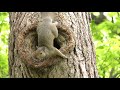 Cats Go Bonkers for this Squirrel Playing Peek A Boo Video