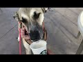 A pup cup visit at Starbucks.