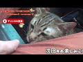 【トラ様予防接しへ行く】定期的に行く猫の予防接種。トラ様の動物病院嫌いで文句爆発！