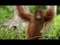 orangutan flanges explained in four minutes