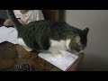 Cat - not allowed sister doing homework