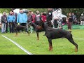 CHAMPION CUP 2019 SPECIAL DOBERMANN SHOW 1/2