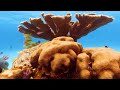 Under Red Sea 4K - Beautiful Coral Reef Fish in Aquarium, Sea Animals for Relaxation - 4K Video #33