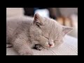 Sweet cats, magical sleeping kittens, cats