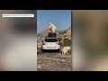 Watch: Photographer captures goat 'dancing' on Subaru at Mount Blue Sky