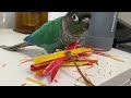 12 COMMON MISTAKES THAT BIRD OWNERS MAKE | Parrot Ownership