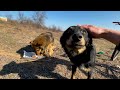 These stray dogs were as cultured as the Queen of Great Britain.