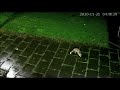 Fox caught on cctv in Midlothian Scotland