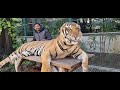 thailand  tiger 🐅  park  pattaya...