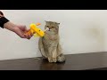 Funny Cats Vs Yellow Toy Gun