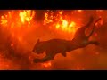 Jungle Book Melodic Dubstep MV - Air Walker